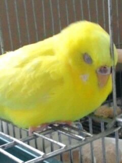 どうやら、うちの鳥はずっと寝てしまったようですね