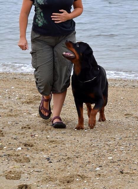 It doesn't matter if you're a seasoned dog trainer or if you're starting out with your first dog. Train 'Em Tasks gets you focused with your dog training.