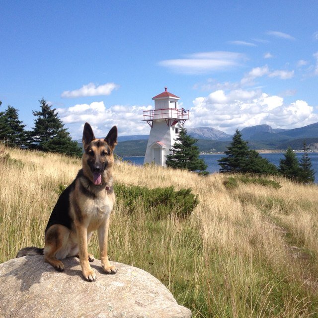 I am a six year old German Sheppard dog. I am loving life evey single day. I love frisbee, ball, skiing, swimming, hiking, biking and the dog park.