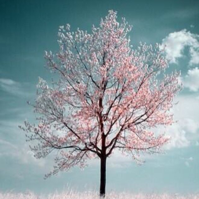 天滅中共，天佑中華。拒絕邪惡，為自己選擇未來。Everything in your life is a reflection of a choice you have made. If you want a different result, make different choices.