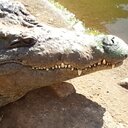 Shane Krüger - @ShaneKruger76 - Twitter