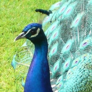 CapprisInria's profile picture. Cappris is an @Inria Project Lab on the Protection of #Privacy Rights. #vieprivée #donnéespersonnelles #privacy