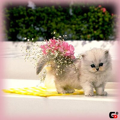 Franzuzik's profile picture. волшебная на всю голову))