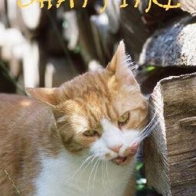 Chat Pitre Chatpitre Twitter