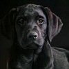 qaiptoukkuoo Profile Picture