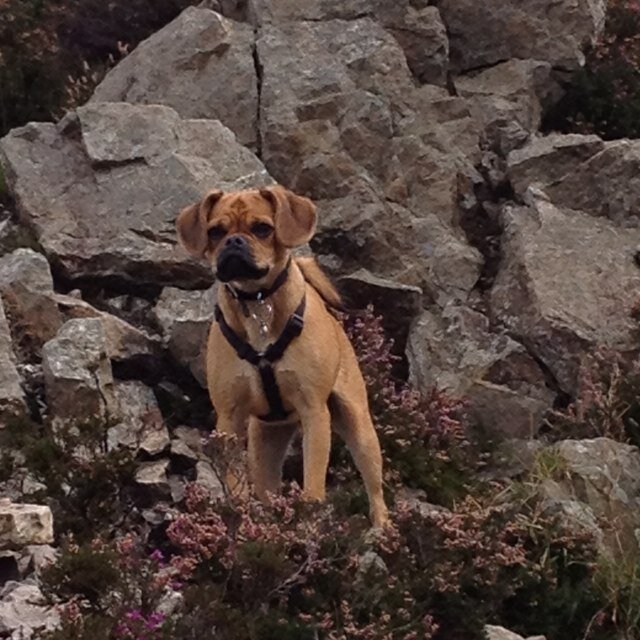 rmcanaspie's profile picture. 