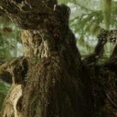 Barbol , I am an Ent, a shepherd of trees,the Elves taught us to speak. The Last March of the Ents with two Hobbits , Pippin and Merry.Guardian of Fangorn.