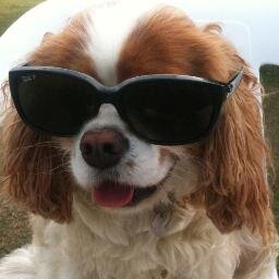Common Sense’s representative on Twitter. All opinions my own.