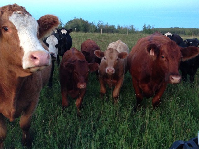 Proud U of A Aggie, wife, mom and lover of all things to do with soil, cows, grass, & agriculture. Blessed to live and farm in the Peace River Country.