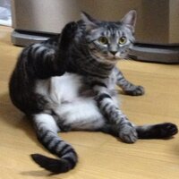 じゃすにゃん (@letch_glasses) 's Twitter Profile