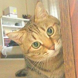 猫です 。
わりと｢いぃね｣多めです 。
    音楽／ダンス／猫／ズンバ！