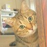 JIN_nyan's profile picture. 猫です 。
わりと｢いぃね｣多めです 。
    音楽／ダンス／猫／ズンバ！