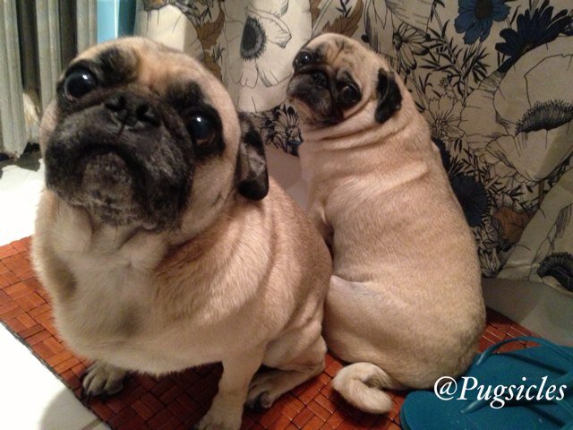 Hi! Our names are Frankey & Samantha. We love to watch sponge bob, eat lucky charms, play outside, sleep with mommy and just have fun!