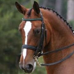 Mitt Romney's dressage horse, 2012 Olympian, pretty as hell. I dance for Mitt Romney so you don't have to.