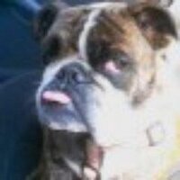 Dana (@grandbulldoggie) Twitter profile photo