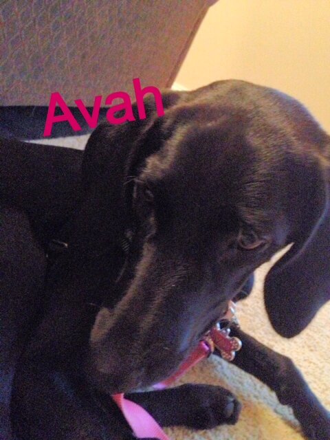 My name is Avah and I live in a place that constantly rains.

Instagram: avahsdoggiedowners