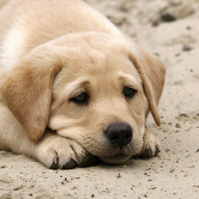 Frau_Spiegelei's profile picture. 