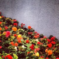 jenny (@cavalieri) 's Twitter Profile