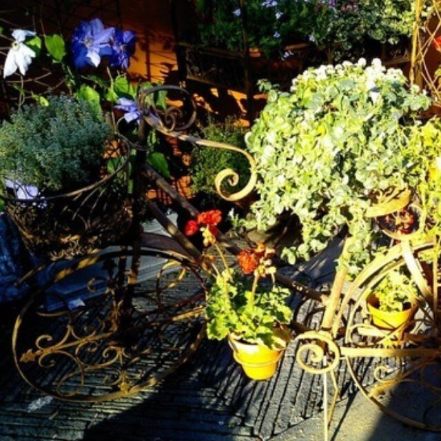 taknishi's profile picture. 初心者ベランダガーデナーです。ベランダガーデニングをはじめたいと思います。父親がバラ園をやっているので色々教えてもらいます。ガーデニングって奥が深いですね！