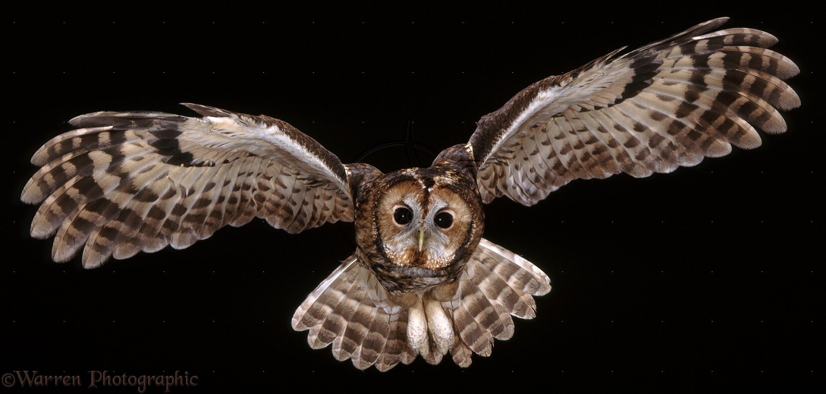 vaciodepoder's profile picture. ¿A quién no le gustan los búhos? Aparte de a los ratones.