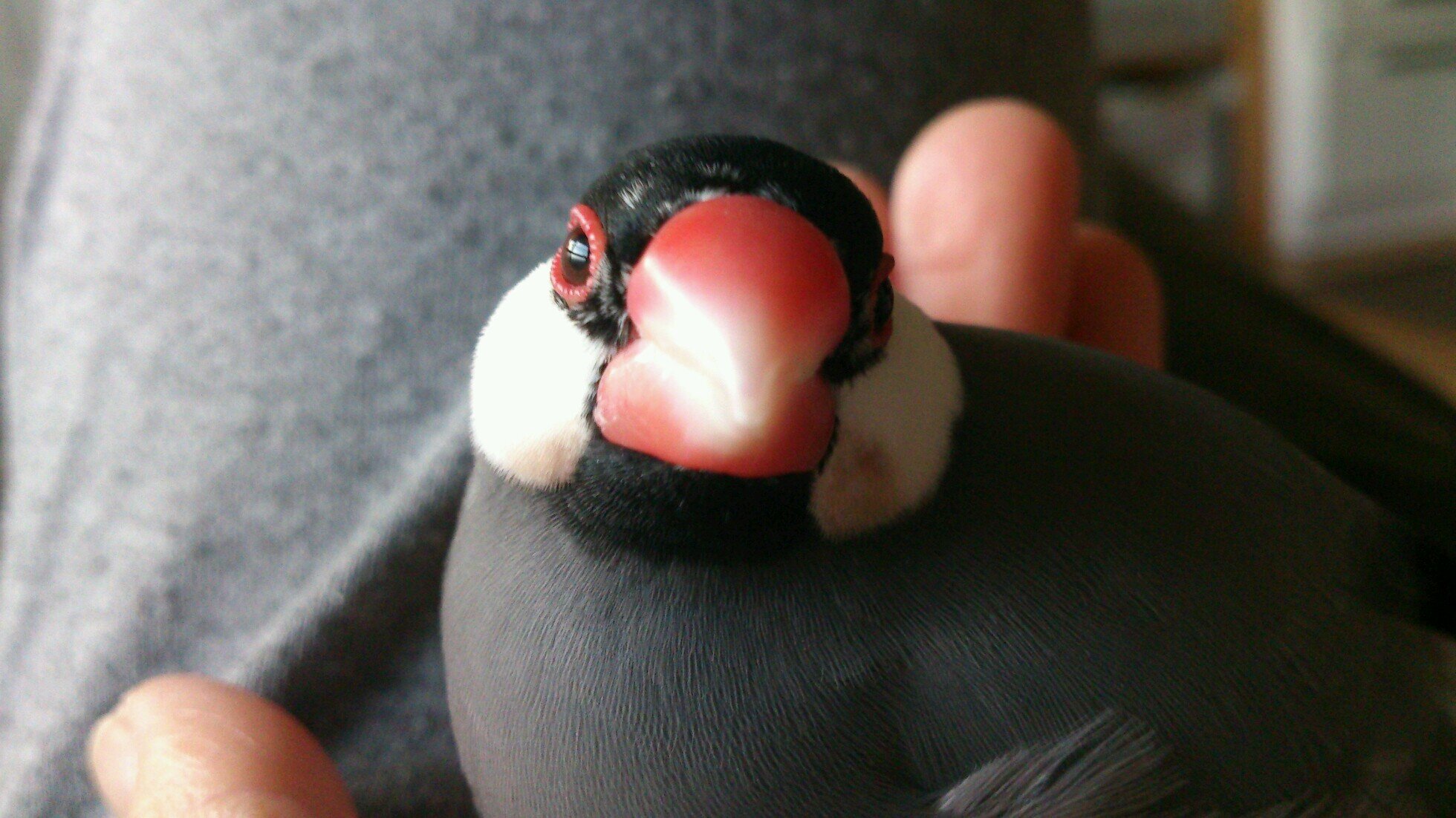 全くのツイート初心者ですので、失礼が多々あるかと思いますがよろしくお願いします。時々ツイートしています。現在平成17年3月20日にお迎えした白文鳥がおります。以前はコザクラインコ14歳と桜文鳥役9歳がおりました。