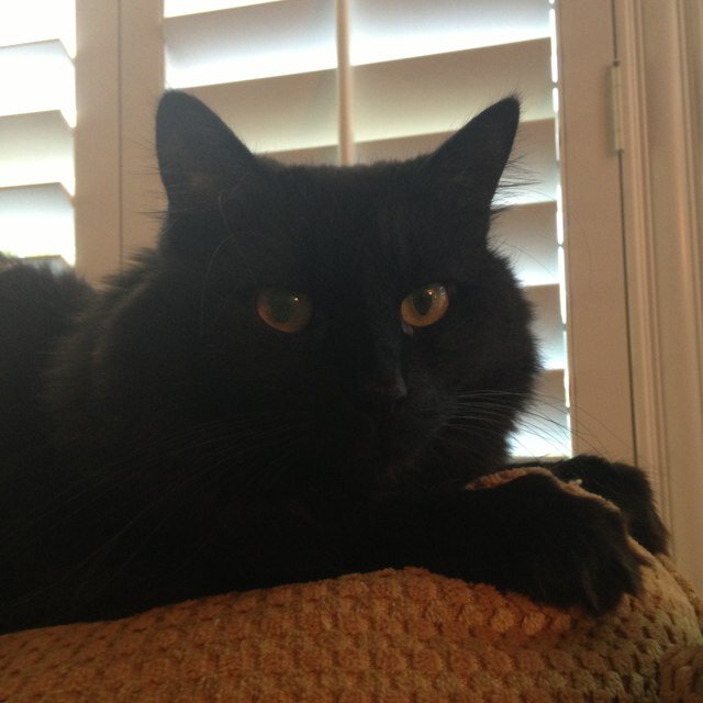 maxthedevilcat's profile picture. i hate everyone