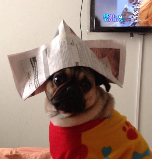 My brother Porky is now an angel in heaven. I was born on February 18th. I am almost 2 years old. I am a Peruvian American pug