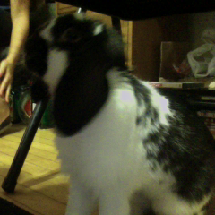 Im an oreo cookie on the inside and out. I have the floppiest ears at Keene state, and I hop around for fun. #TeamBugzBunny #TeamHoppsAlot #Teamhoppinbagz