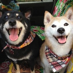 沖縄でまたーり　大好きな２匹の柴犬ちゃんに毎日癒されHula、パッチワークキルト、読書に手作りパンと結構いろいろやってるけどどれも初心者レベルwそれでも毎日楽しくすごしてます♪ NFLシーズン中は猛烈にNY Giantsを応援してます！