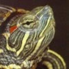 Мне нравится, что Вы больны не мной…