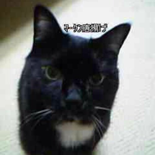 猫₍˄·͈༝·͈˄₎◞ ̑̑ෆ⃛とSeychelles、 2PM GOT7 SHINee B.A.P UNB👌Newkidd X1🎉
