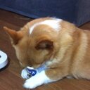 ごうし (@11Camisl) Twitter