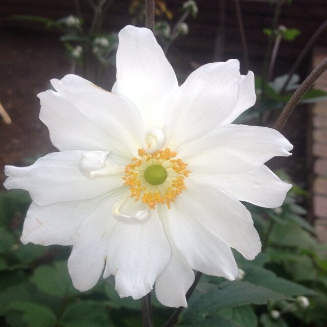 9rarajenma's profile picture. 3.11以降、千葉県から段階的に移住。2014国内での移住完了。2017フィリピン、ネグロス島移住。放射能問題、野菜作り、手仕事、OKフード、老人介護も興味あり。原発不要！コロナワクチン不要！コオロギ食反対！戦争出来る国作り反対！写真は2012年、千葉自宅ウッドデッキ上で撮影。＃脱原発 ＃脱被曝 #海外移住 #山本太郎