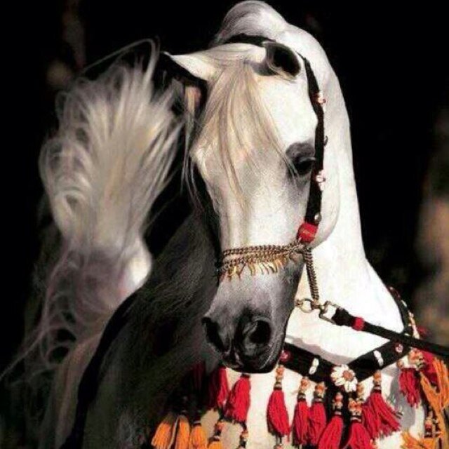 هذا حساابي الجديد