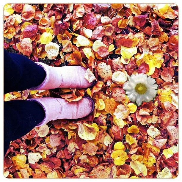 Cape_Cod_Band's profile picture. Cape Cod is a new band preparing for the release of their song Autumn Leaves and Daisies.