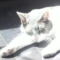 Chief Longpaw (aka Iggy Pop Suicide) is a well traveled and sophisticated feline of incredible wisdom, annoyance & cuteness. #cat #neko #gato #longpaw #cats
