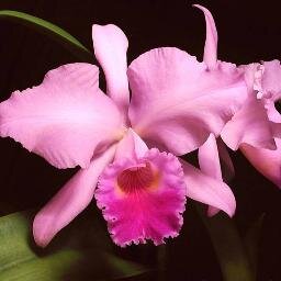 VaneNeca's profile picture. 