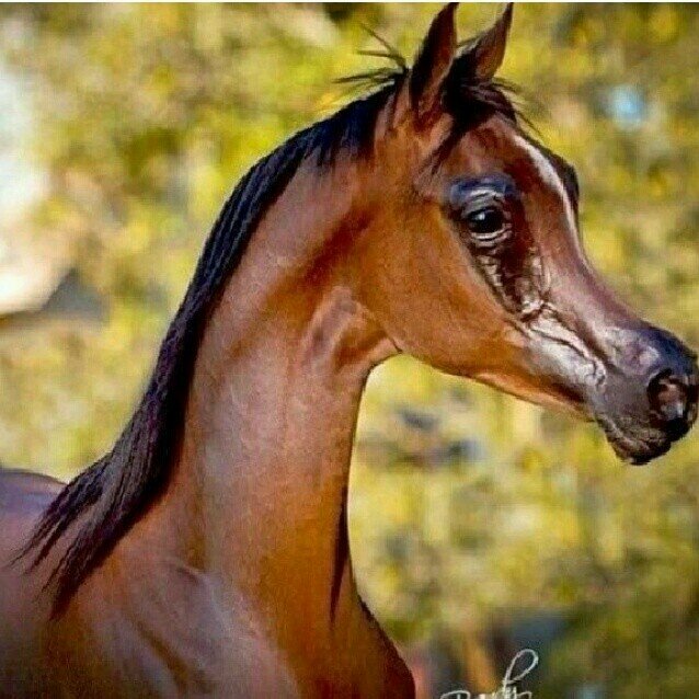 gfdyjb's profile picture. ‏موجب اسمر 7D661E33