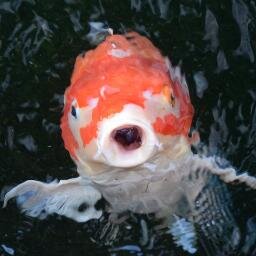 M_shufood's profile picture. 主に家でテレビを見ながら主にどうでもいいことをつぶやきます。
結婚前から夫婦別会計。