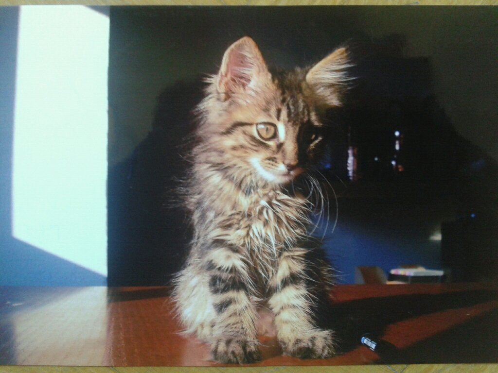 DatoRules's profile picture. 