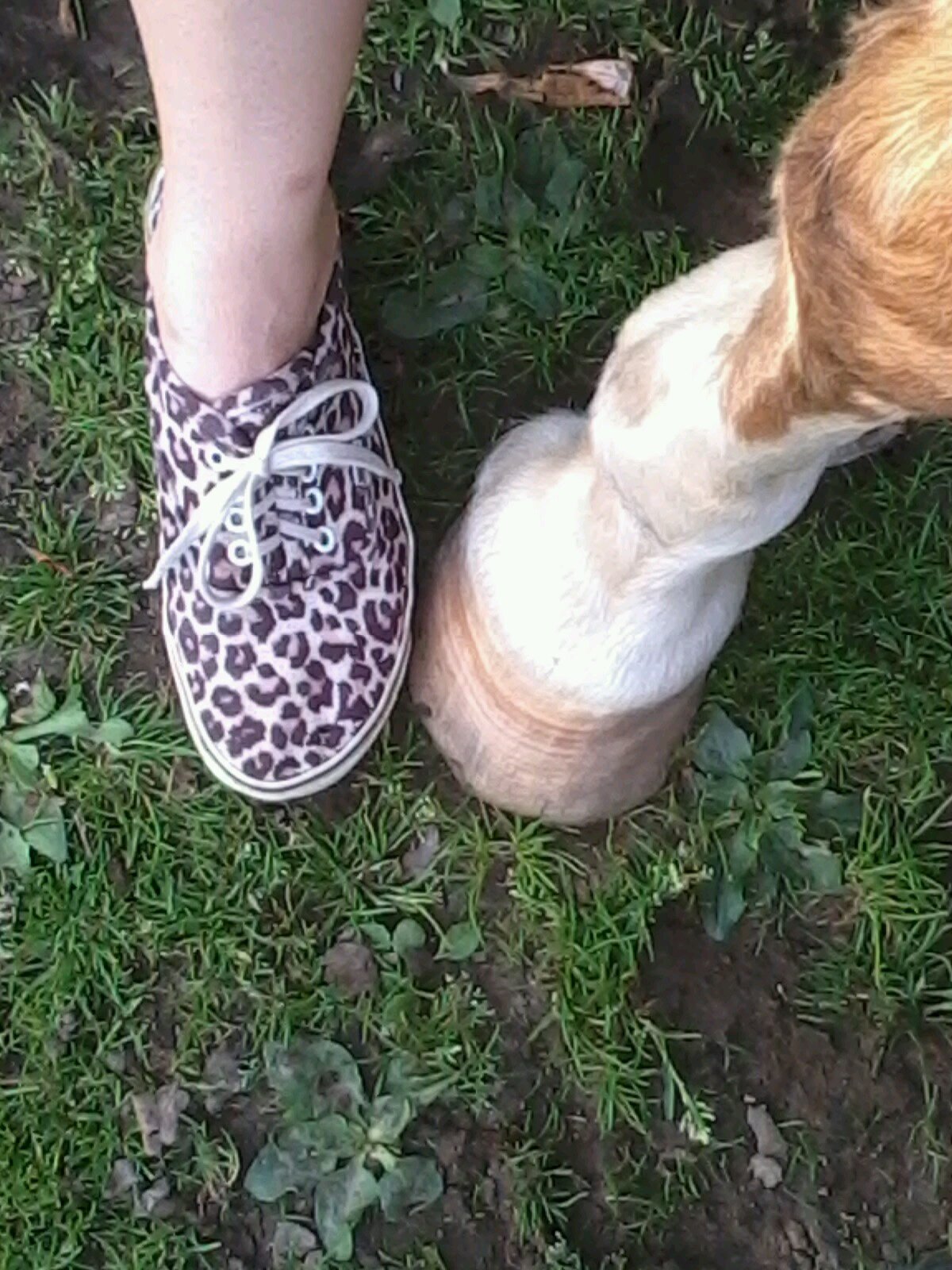 ♥ | 13 jaar | B2E | paardrijden | tekenen | ♥