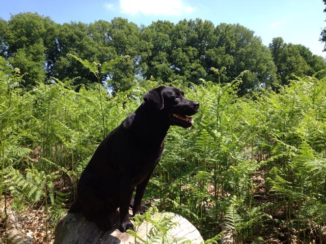 Dé vakantieopvang, dagopvang, verzorging aan huis en uitlaatservice voor honden, katten, knaagdieren en konijnen, Ook labradorkennel Benjie's paradise