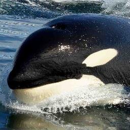 boatcompany's profile picture. Marine Wildlife Adventures in False Bay