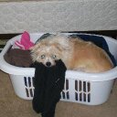 Lily Wray - @LilyWray2 - Twitter