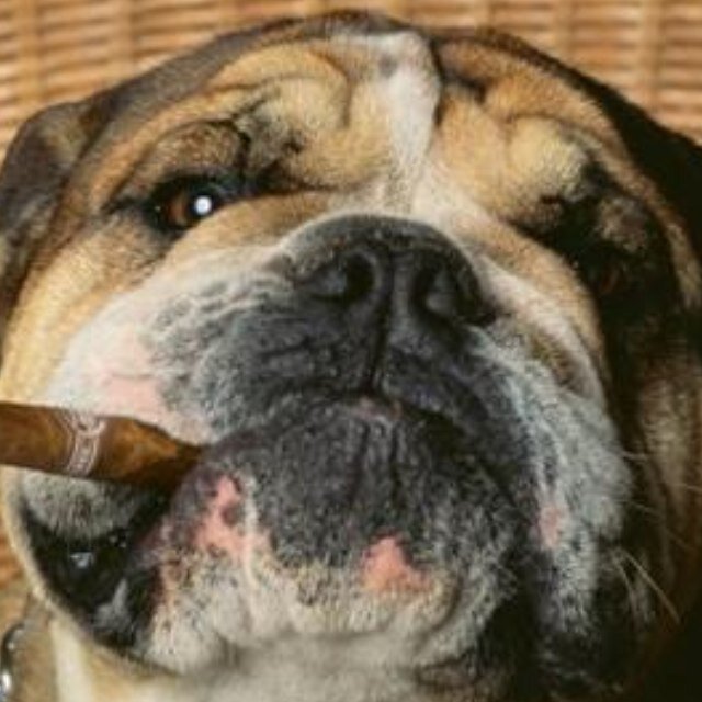 I’m a cigar smoking bulldog that’s full of parody