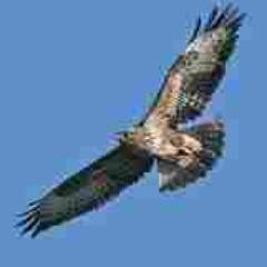 A virtual Group supporting ringing in your historic County for @__COO. Conserving species and their habitat through scientific study.