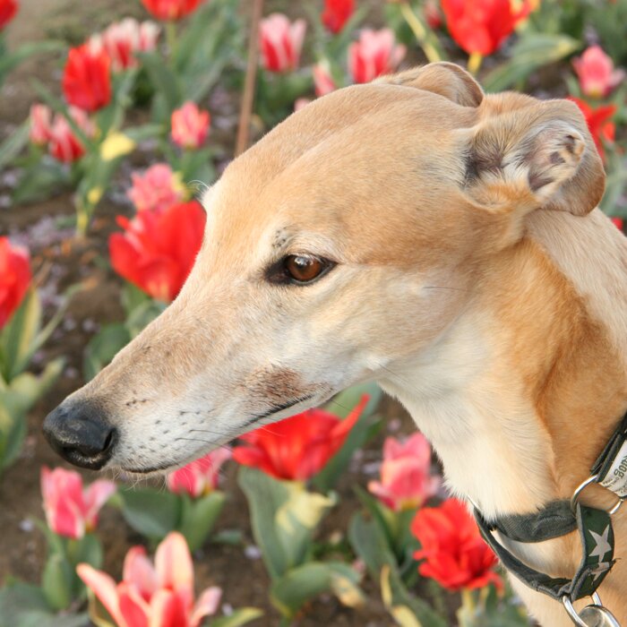 Representing Maryland for GREY2K USA, we believe that the cruelty of greyhound racing should end.