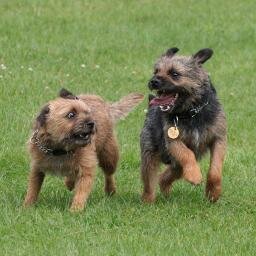 We are typical norty little BT's who love to get up to mischief, love long walks  and snuggling up with our mum n dad.