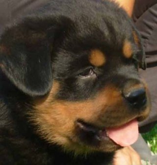 i am mor adorabl den u