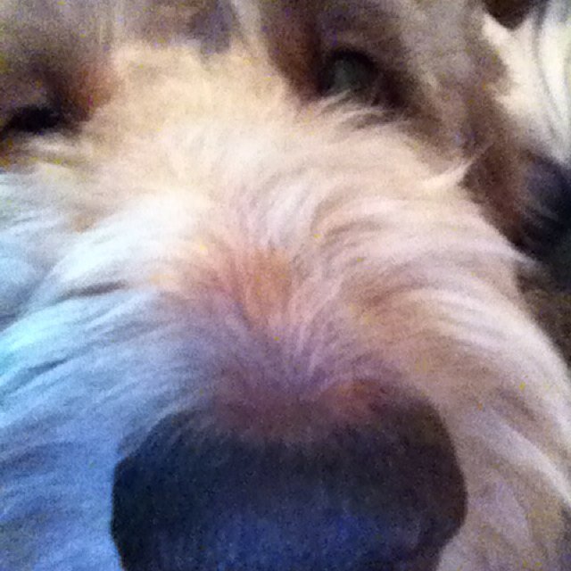 CGsparklepower's profile picture. Lover of shoes, food, working out, my crazy hubby, and my two pooches Hattie and Gunner